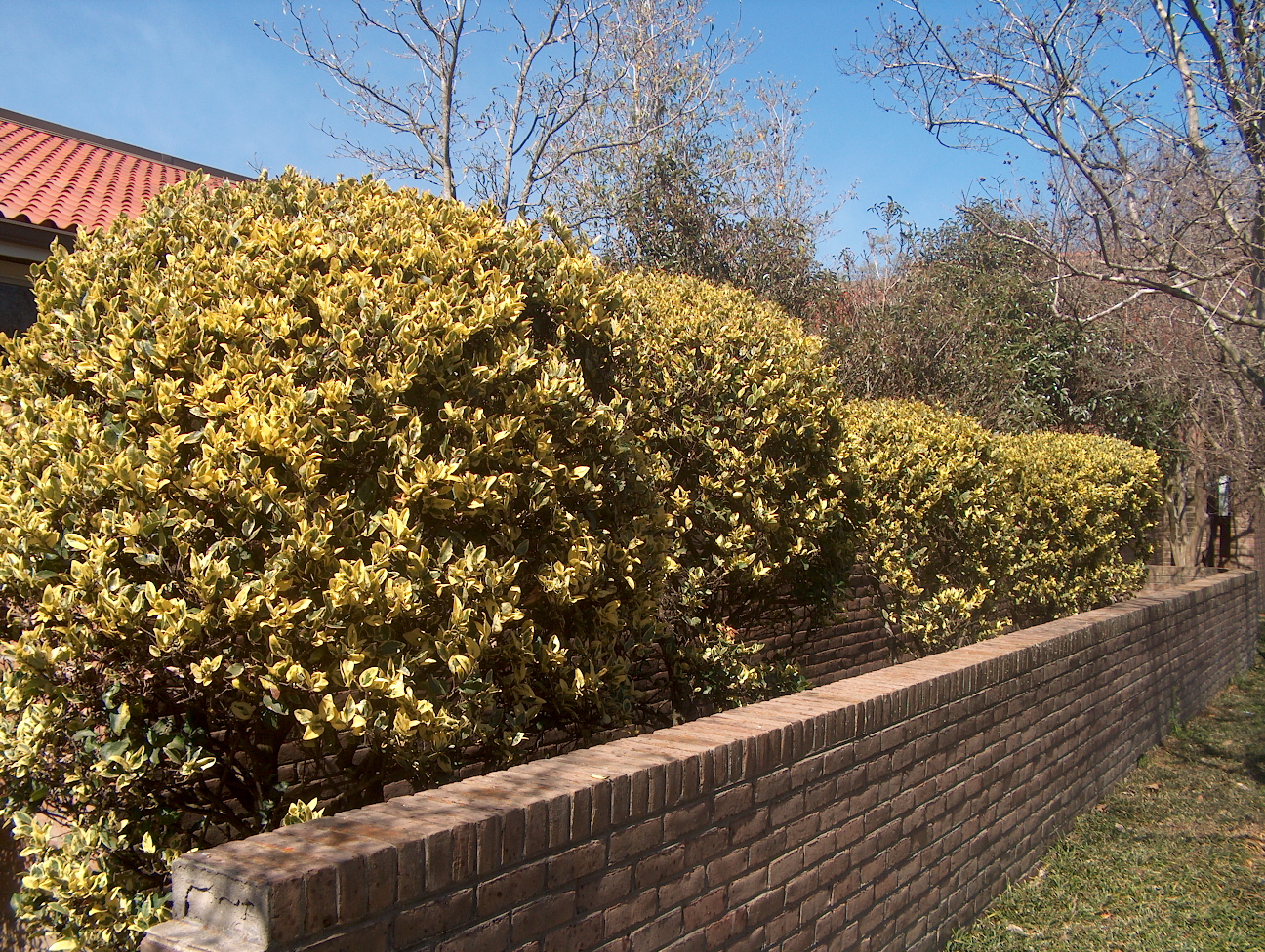 Online Plant Guide - Ligustrum japonicum Howardi  Howard Ligustrum